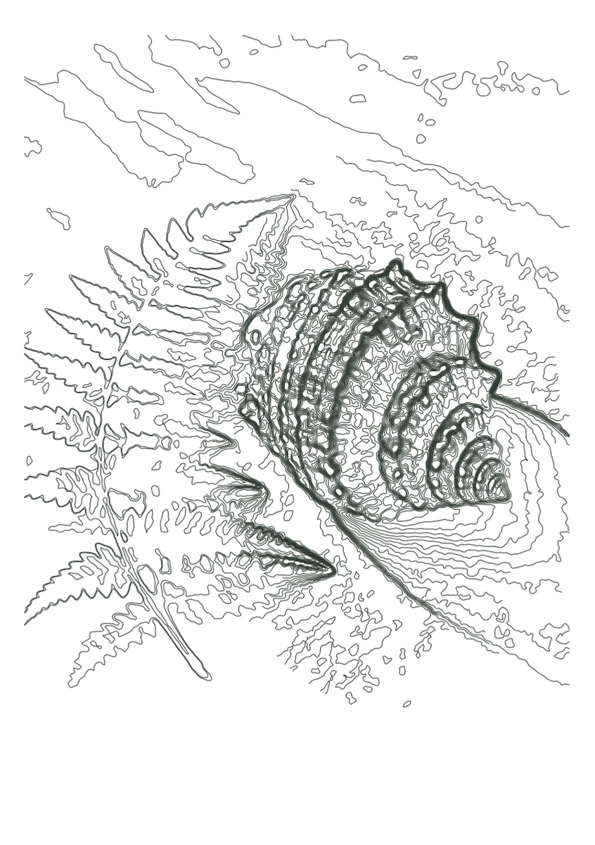 Actual Contour Study sample SVG output of a synthetic shell and fern